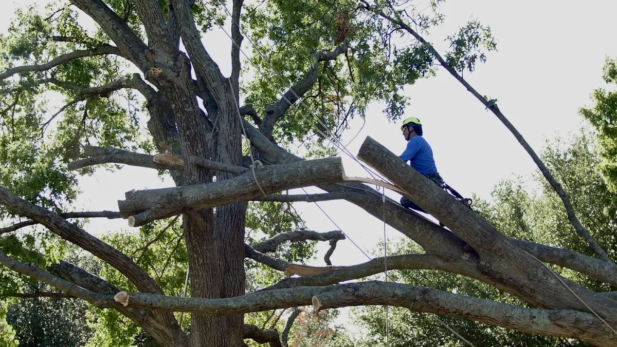 Professional Hazardous Tree Removal performed by certified arborists in Huntland
