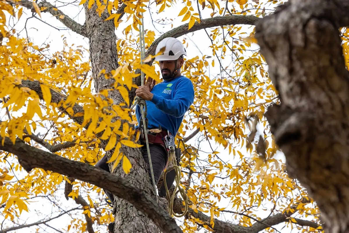 Skilled Tree Trimming crew working in Huntland